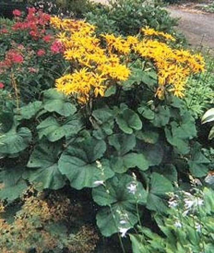 Leopard Plant - Ligularia dentata 'Desdemona' from EC Browns Nursery