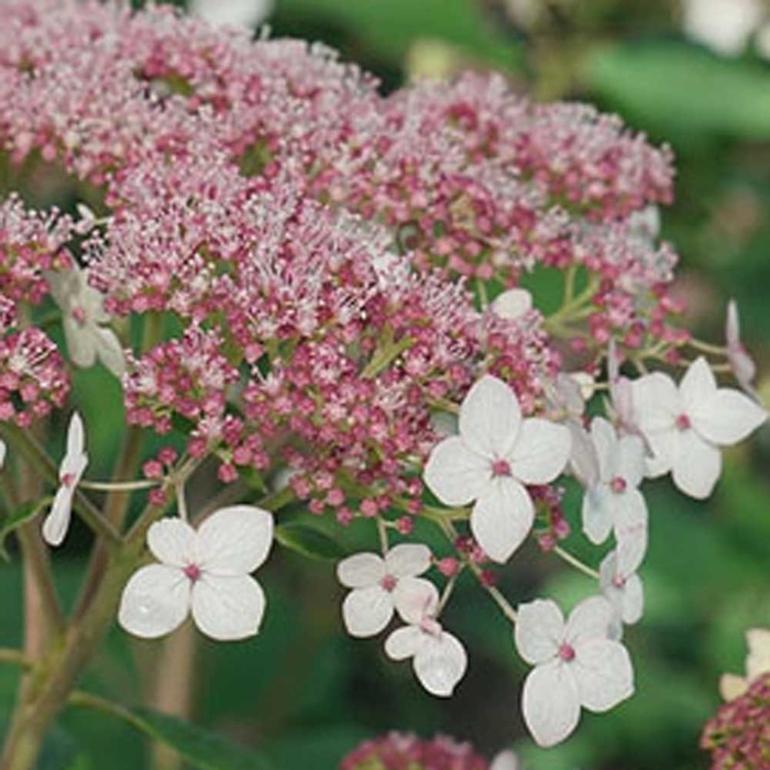 Pinky Pollen Ring Smooth Hydrangea - Hydrangea arb. spp. radiata 'Pinky Pollen Ring' from EC Browns Nursery