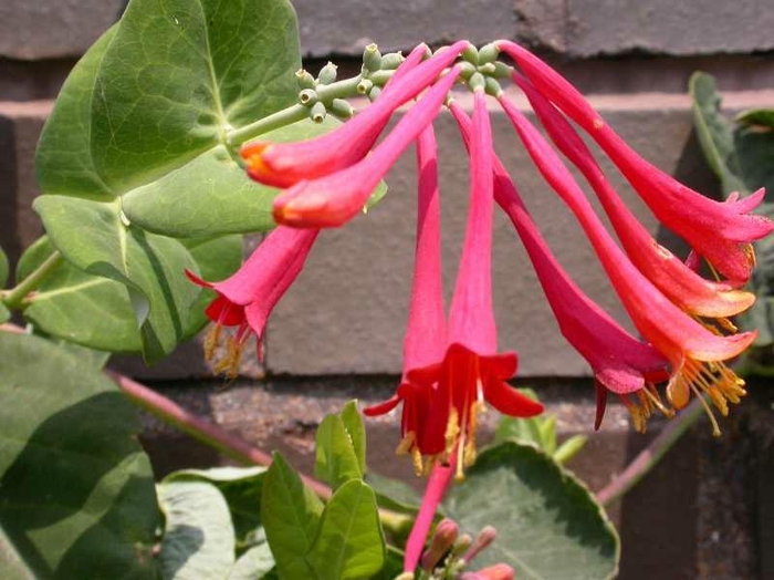Crimson Trumpet Honeysuckle - Lonicera sempervirens ''Alabama Crimson'' from EC Browns Nursery