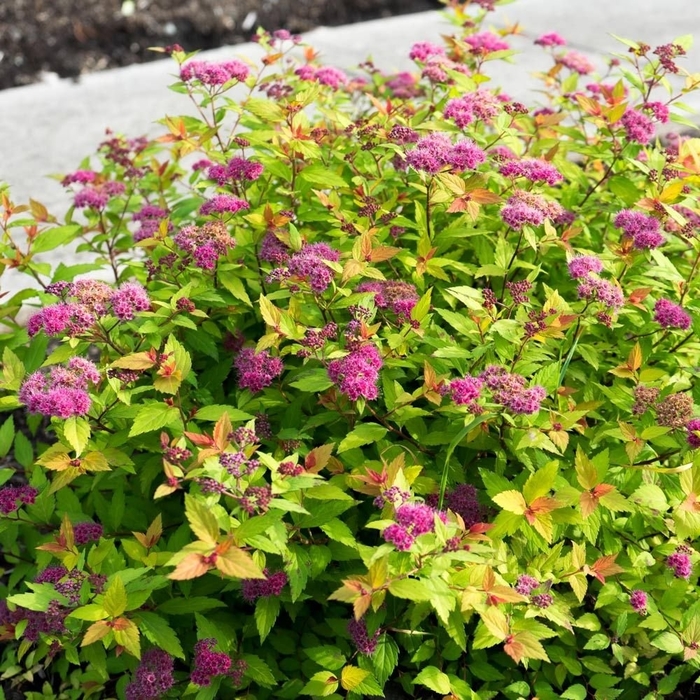 RAINBOW FIZZ SPIREA - Spirea x 'Rainbow Fizz' from EC Browns Nursery