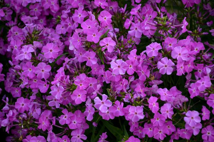 'Opening Act Romance' Garden Phlox - Phlox from EC Browns Nursery