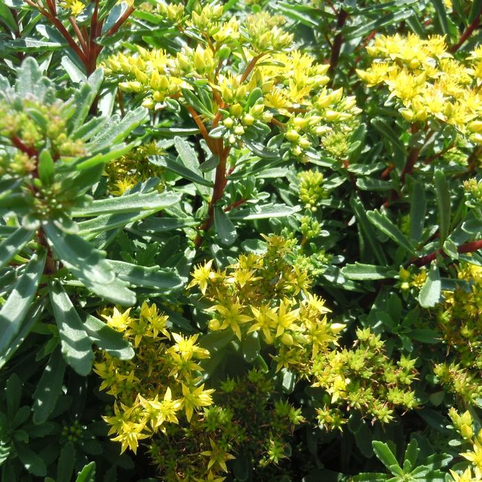 Yellow Diamonds Stonecrop - Sedum middendorffianum 'Yellow Diamonds' PPAF (Stonecrop) from EC Browns Nursery