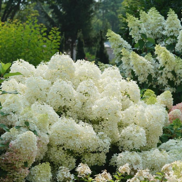 Puffer Fish&reg; - Hydrangea paniculata from EC Browns Nursery
