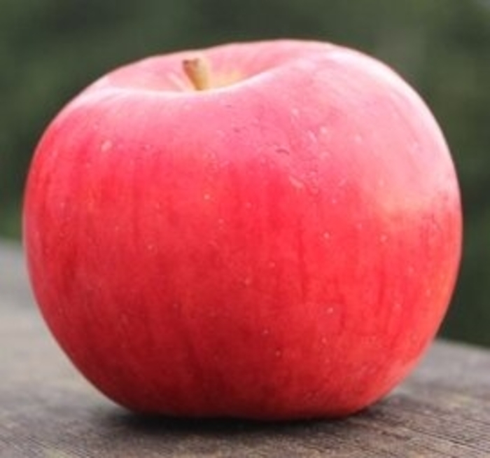 Crimson Topaz Apple - Malus domestica 'Crimson Topaz' from EC Browns Nursery