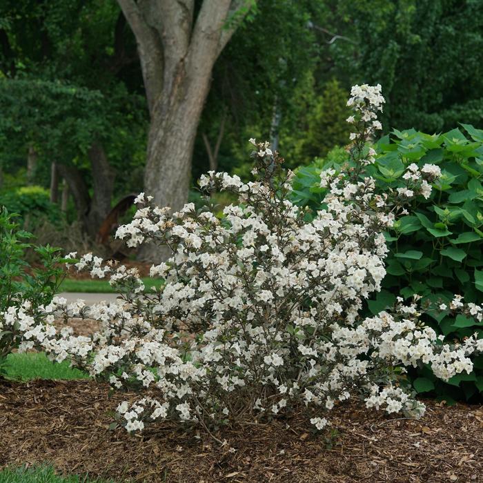 Wine and Spirits™ Weigela - Weigela florida 'SMNWFC' PPAF, Can PBRAF (Weigela) from EC Browns Nursery