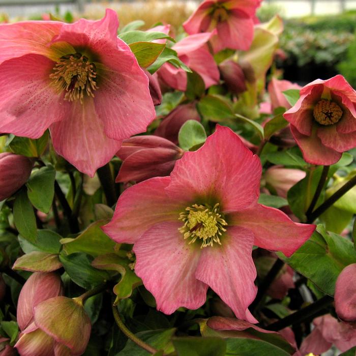 Walberton's&reg; 'Rosemary' - Helleborus (Lenten Rose) from EC Browns Nursery