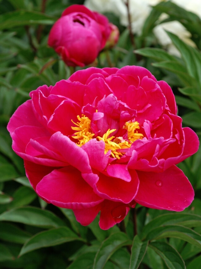 Karl Rosenfield Peony - Peony lactiflora 'Karl Rosenfield' from EC Browns Nursery