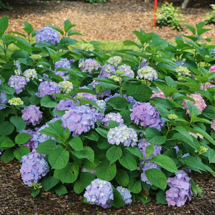 Let's Dance&reg; 'Sky View&reg;' - Hydrangea macrophylla (Reblooming Hydrangea) from EC Browns Nursery