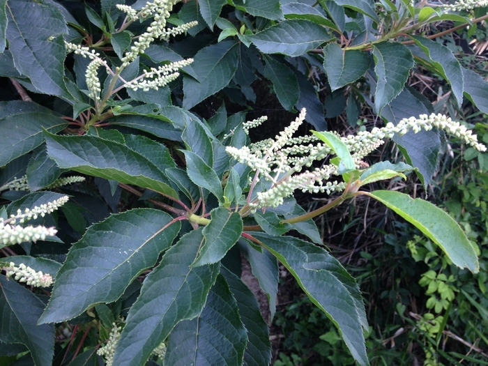 Japanese Summersweet - Clethra barbinervis from EC Browns Nursery