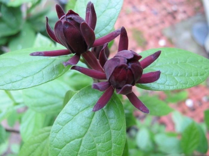 Michael Lindsey Sweetshrub - Calycanthus floridus 'Michael Lindsey' from EC Browns Nursery