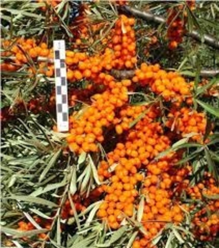 Sea Berry -Orange Energy! - Hippophae rhamnoides from EC Browns Nursery