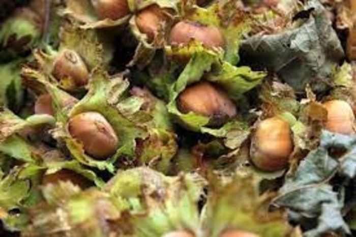 Hazelbert - Corylus x from EC Browns Nursery