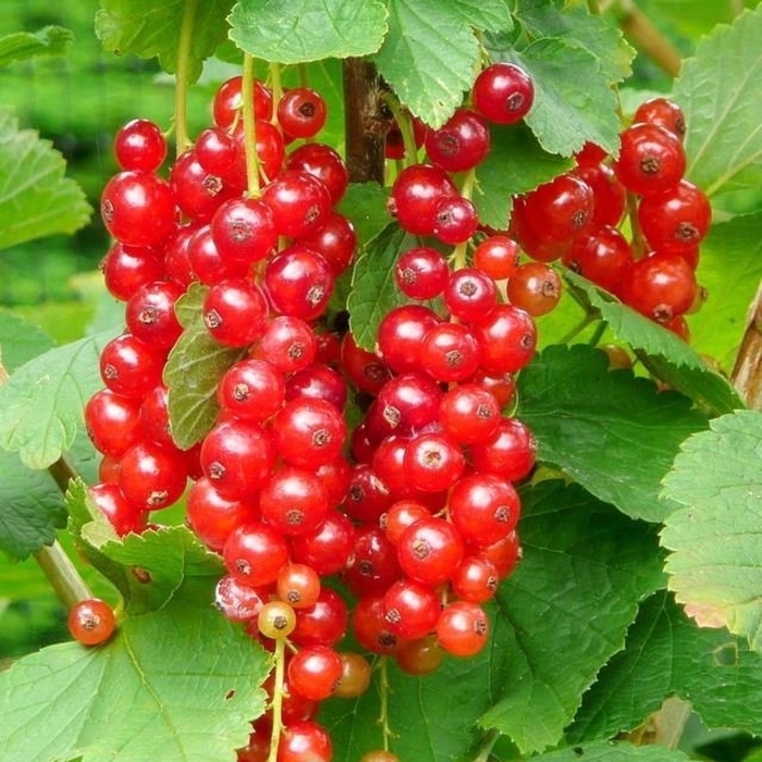 Jonkheer van Tets Gooseberry - Ribes x from EC Browns Nursery