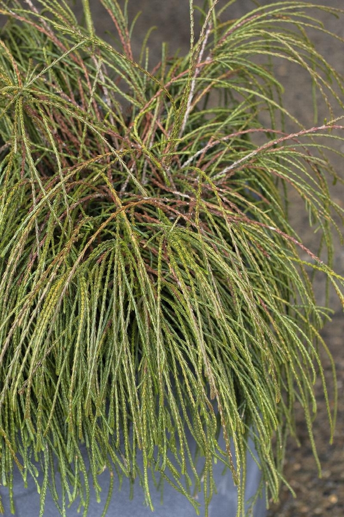 Whipcord Arborvitae - Thuja plicata 'Whipcord' from EC Browns Nursery