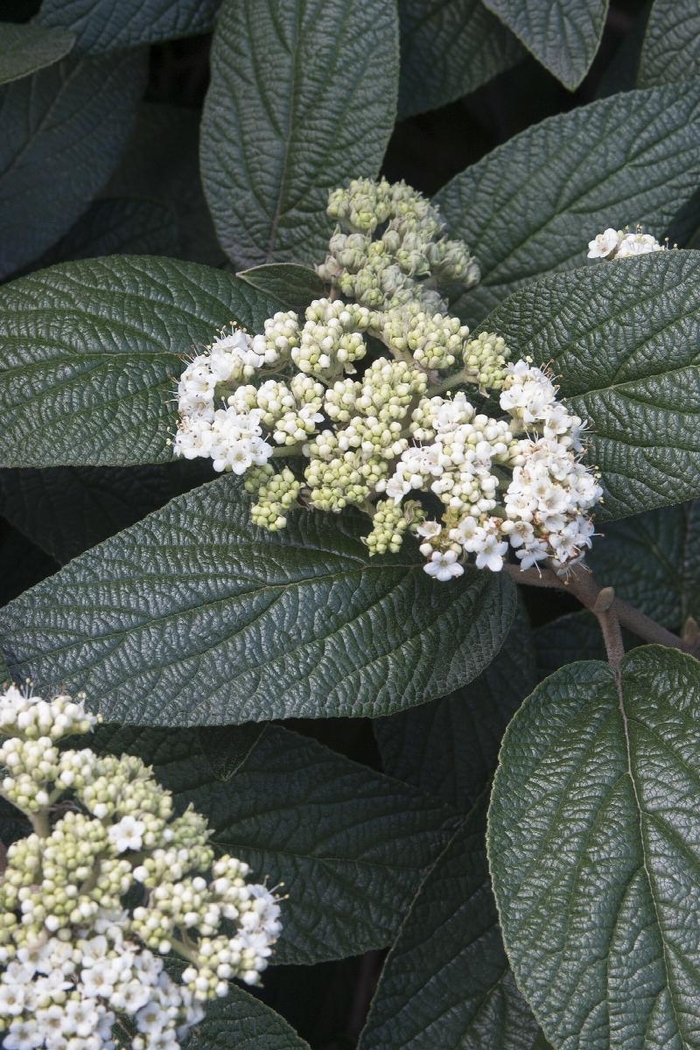 Allegheny Viburnum - Viburnum x 'Allegheny' from EC Browns Nursery