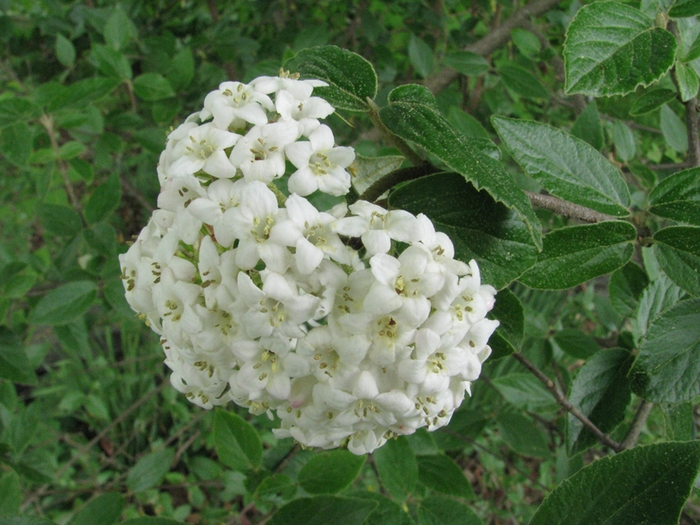 Emerald Triumph Viburnum - Viburnum x lantana ''Emerald Triumph'' from EC Browns Nursery
