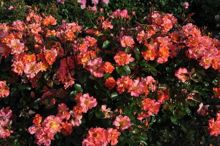 Kolorscape&reg; 'Firecracker&trade;' - Rosa (Rose) from EC Browns Nursery