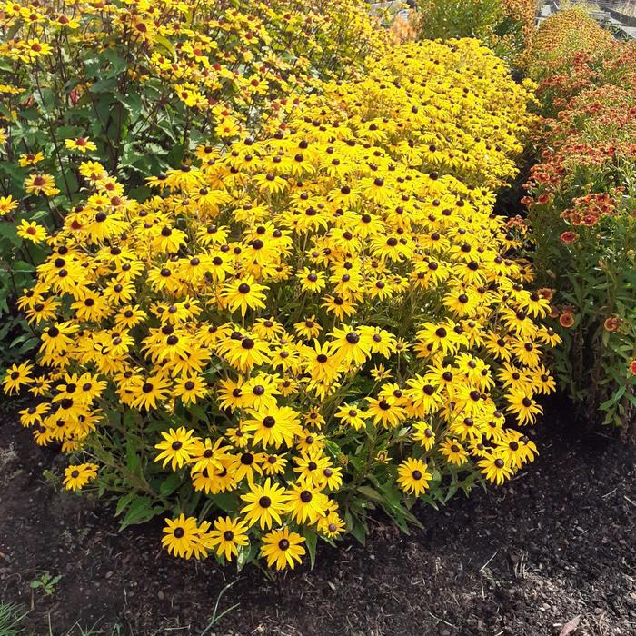 'Goldblitz' Black-Eyed Susan - Rudbeckia fulgida var. sulivanttii from EC Browns Nursery