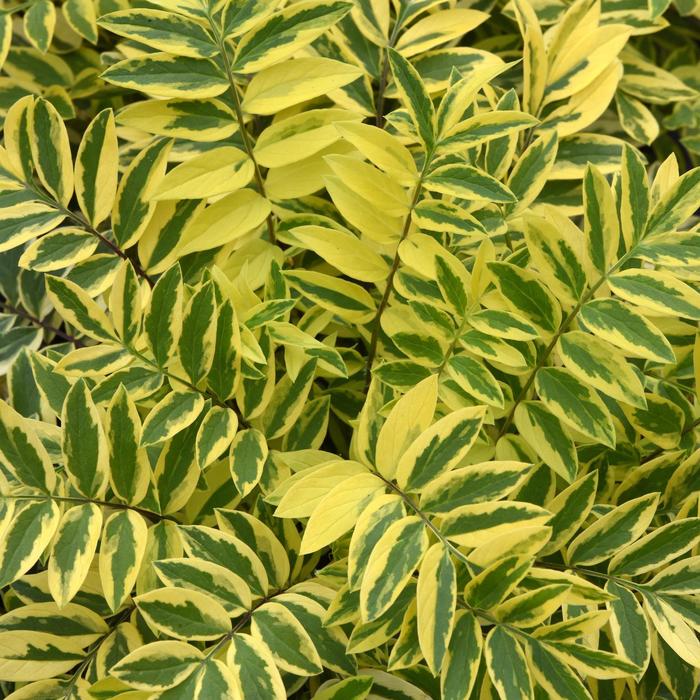 'Golden Feathers' Jacob's Ladder - Polemonium pulcherrimum from EC Browns Nursery