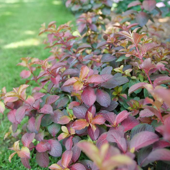 Midnight Sun&reg; - Weigela florida from EC Browns Nursery