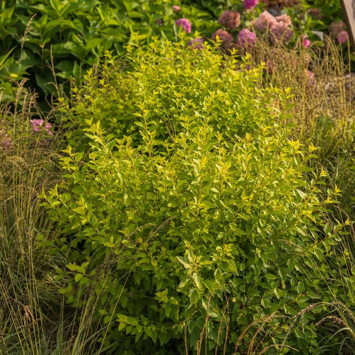 Lucky Devil&reg; Ninebark - Physocarpus opulifolius 'ZLEMichael' PP34243 from EC Browns Nursery