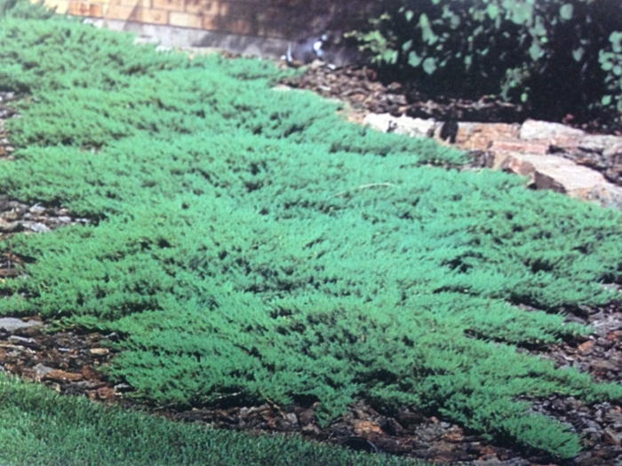 Juniper - Juniperus sabina 'Broadmoor' from EC Browns Nursery