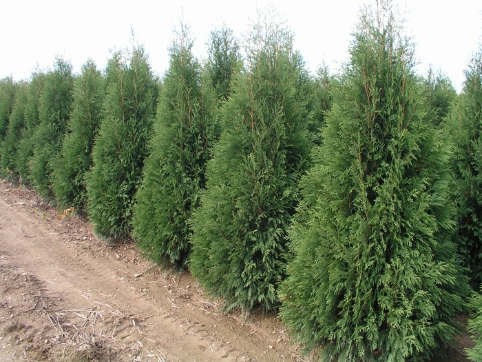 Dark American Arborvitae - Thuja occidentalis 'Nigra from EC Browns Nursery