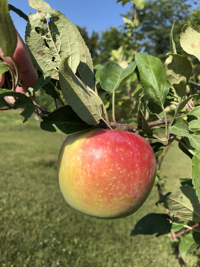 Frostbite Apple - Apple 'Frostbite' from EC Browns Nursery