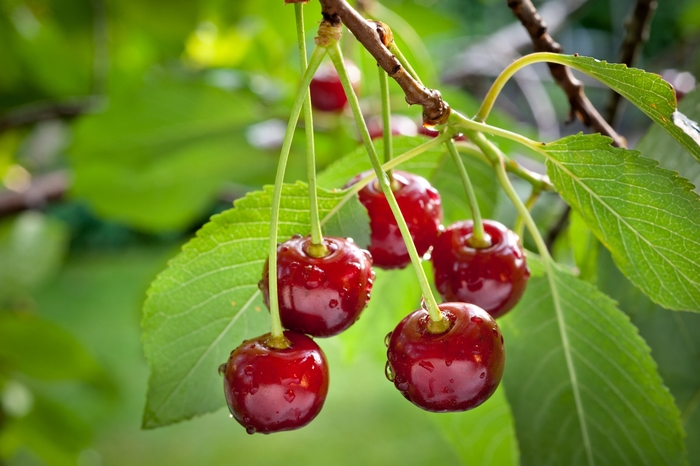 Early Richmond Pie Cherry - Cherry x ''Early Richmond'' from EC Browns Nursery
