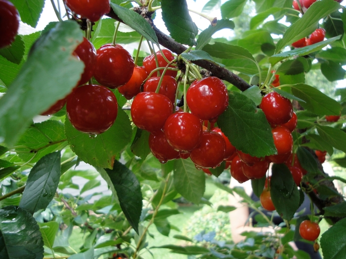 Evans Bali Pie Cherry - Cherry x 'Evans Bali' from EC Browns Nursery