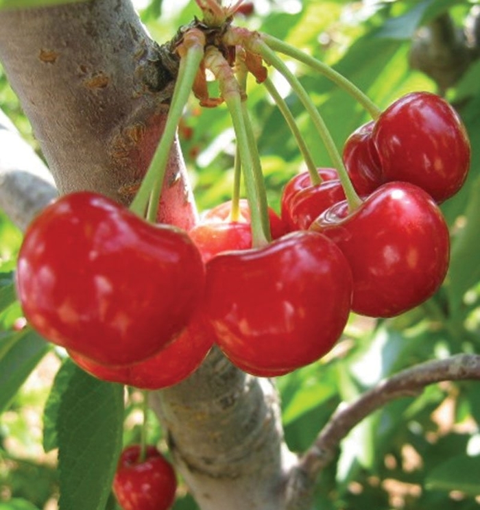 Mesabi Pie Cherry - Cherry x 'Mesabi' from EC Browns Nursery