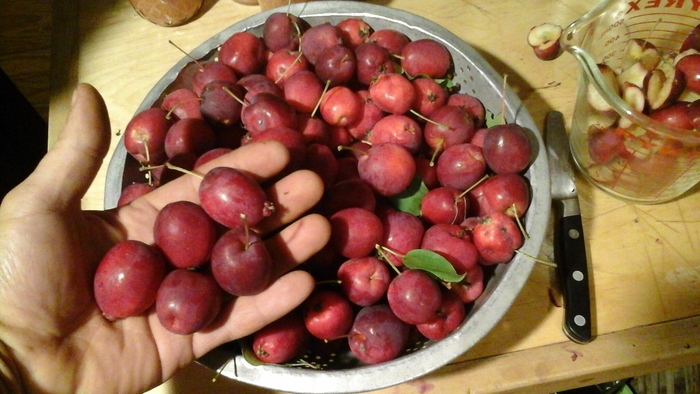 'Dolgo' Crabapple - Malus hybrid from EC Browns Nursery