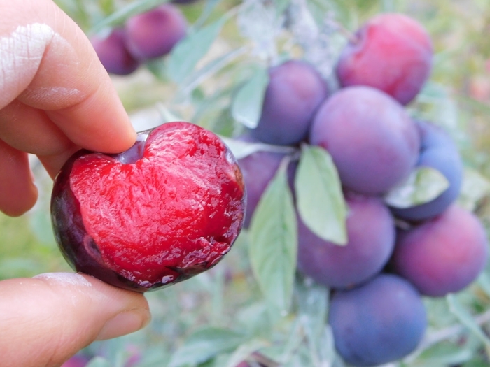 Black Ice Plum - Prunus domestica 'Lydecker' from EC Browns Nursery