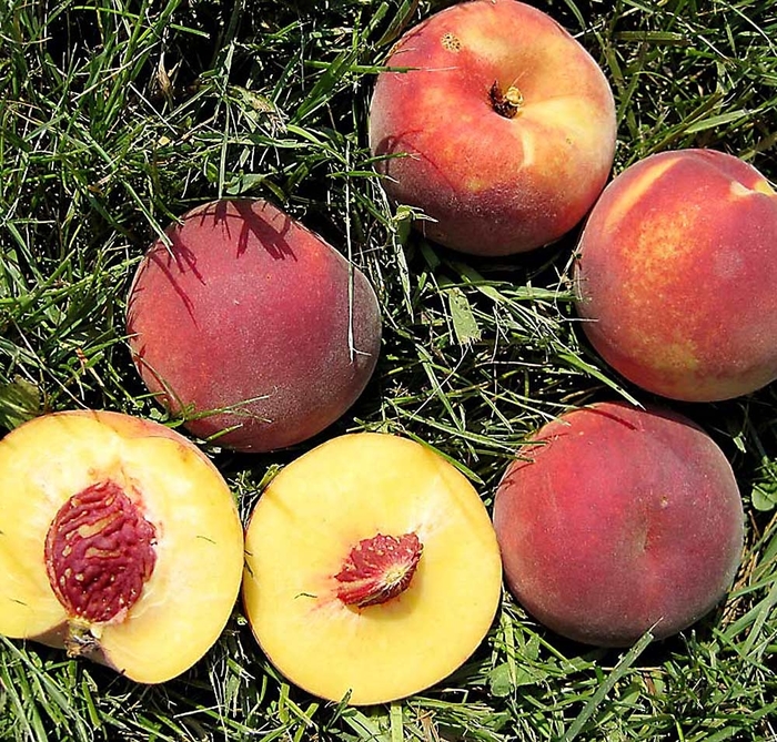 Bailey Hardy Peach - Prunus x (peach) ''Bailey Hardy'' from EC Browns Nursery