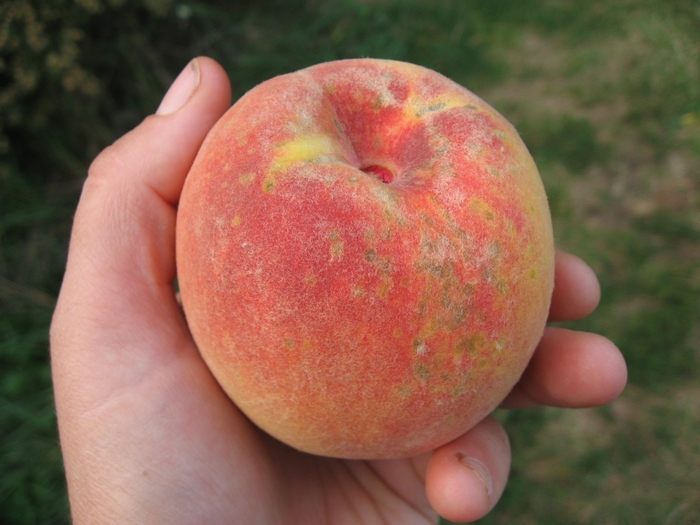 Contender Hardy Peach - Prunus x (peach) ]Contender' from EC Browns Nursery