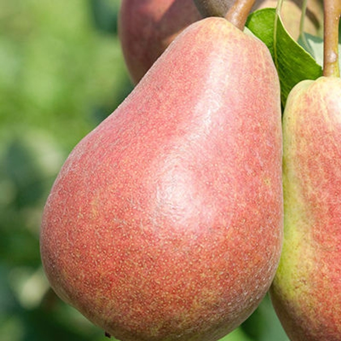 Parker Pear - Pyrus x ''Parker'' from EC Browns Nursery