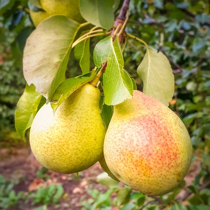 Patten Pear - Pyrus x 'Patten' from EC Browns Nursery