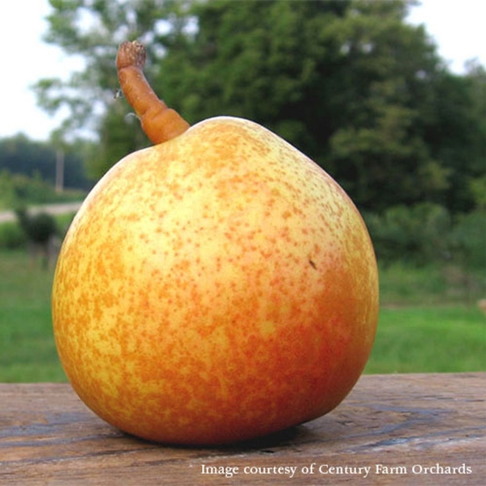 Seckel Pear - Pyrus x 'Seckel' from EC Browns Nursery
