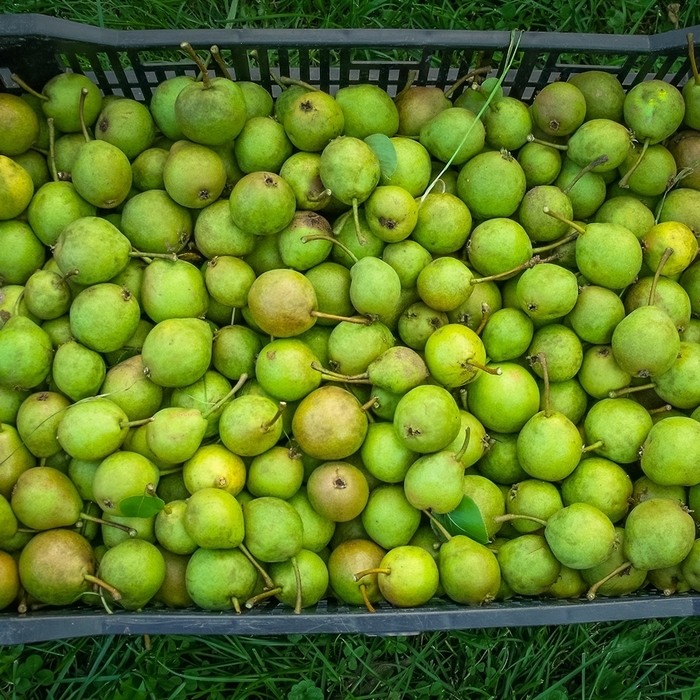Ure Pear - Pyrus x 'Ure' from EC Browns Nursery