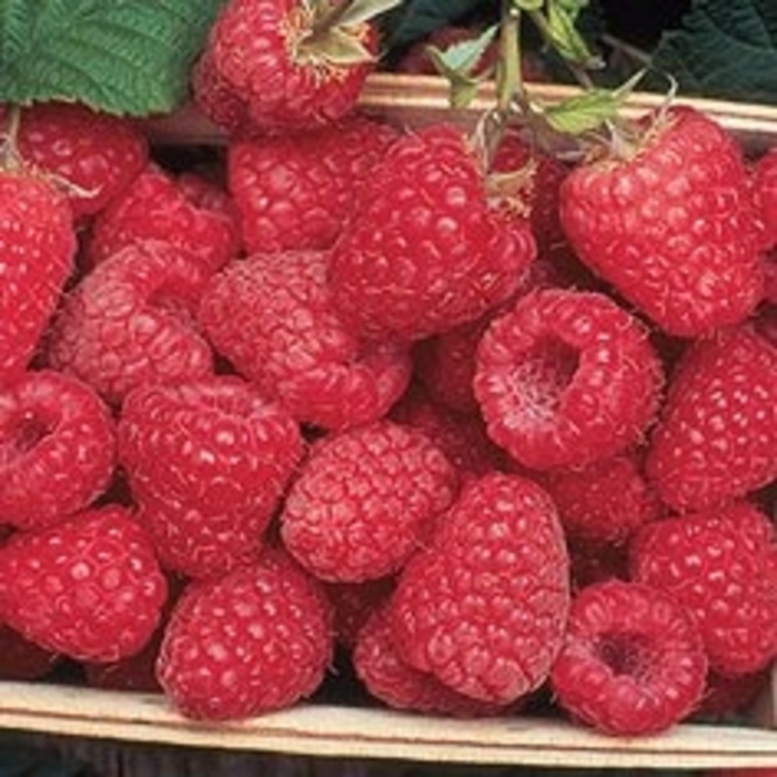 Encore Raspberry - Rubus 'Encore' from EC Browns Nursery