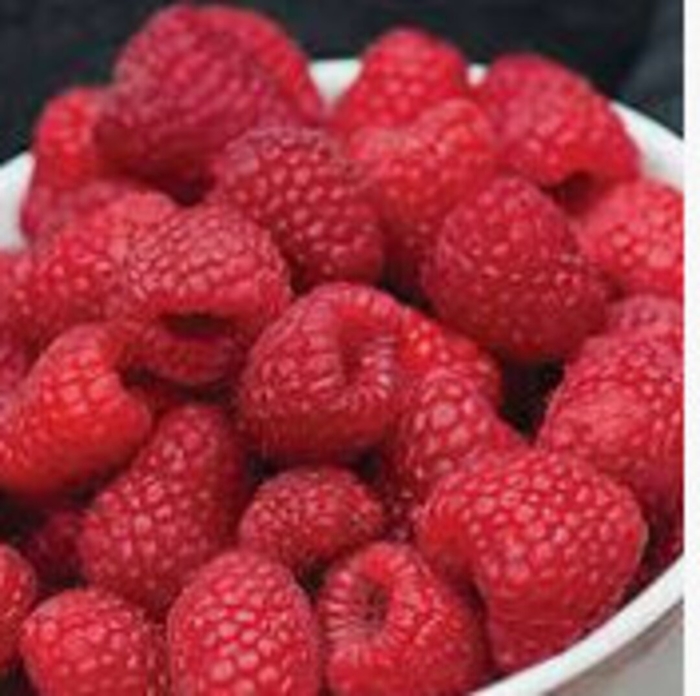 Killarney Raspberry - Rubus 'Killarney' from EC Browns Nursery