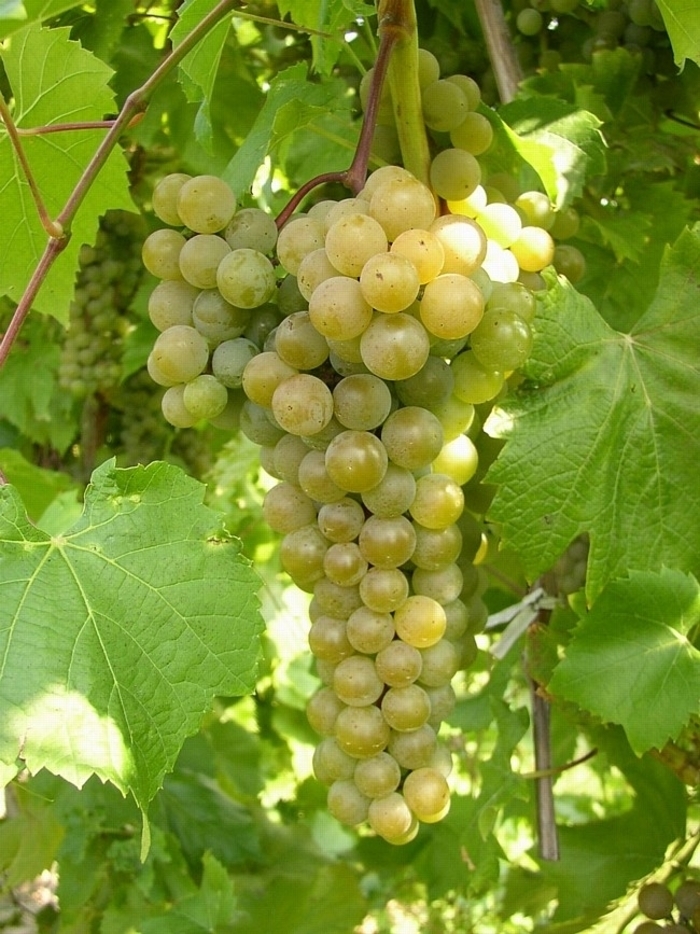 LaCrescent Grape - Vitis ''LaCrescent'' from EC Browns Nursery