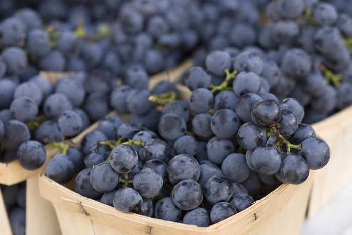 Bluebell Grape - Vitis 'Bluebell from EC Browns Nursery