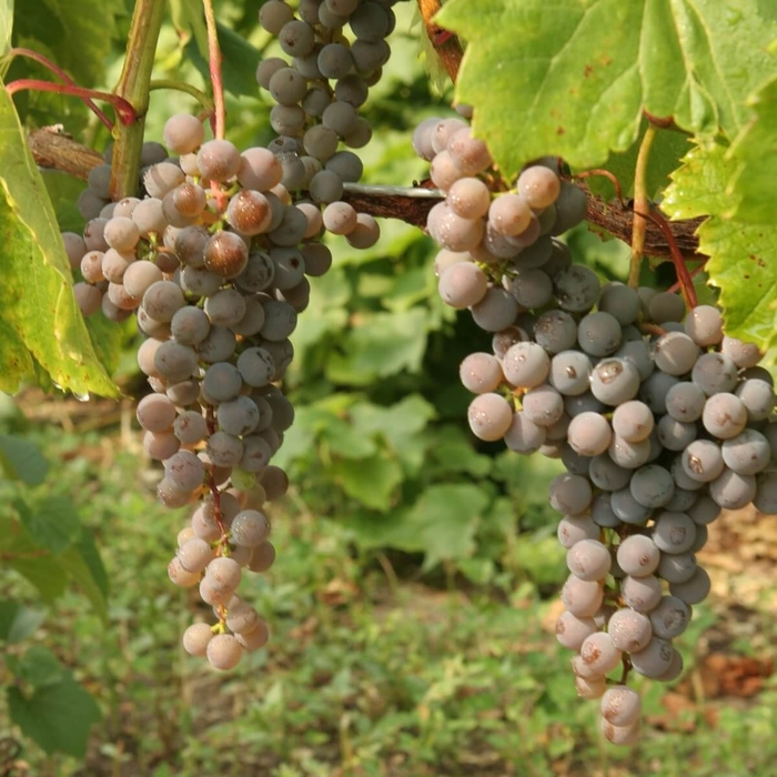Frontenac Gris Grape - Vitis 'Frontenac Gris' from EC Browns Nursery