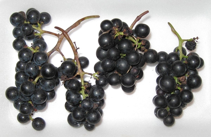 Marquette Grape - Vitis 'Marquette' from EC Browns Nursery