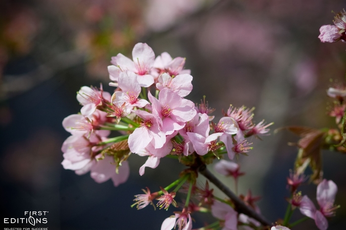 Spring Wonder Sargent Cherry - Prunus sargentii 'Spring Wonder' from EC Browns Nursery