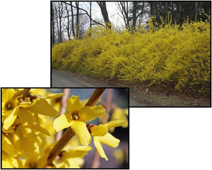 Meadowlark Forsythia - Forsythia x intermedia 'Meadowlark' from EC Browns Nursery