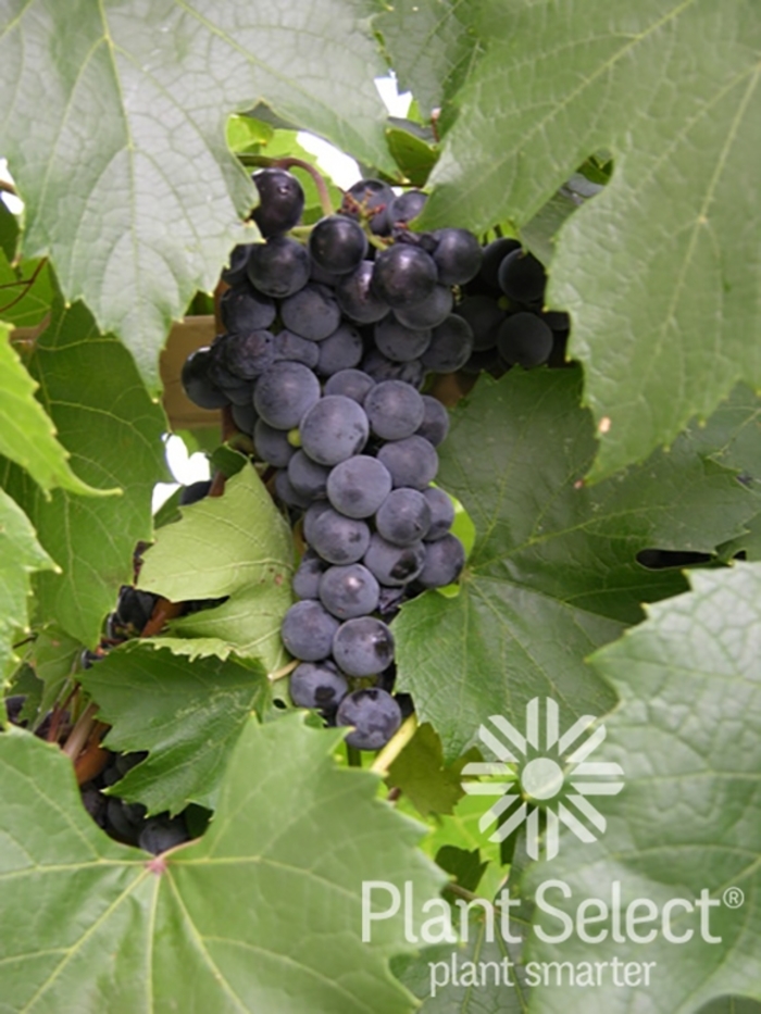 St. Theresa Seedless Grape - Vitis x ''St Theresa'' from EC Browns Nursery