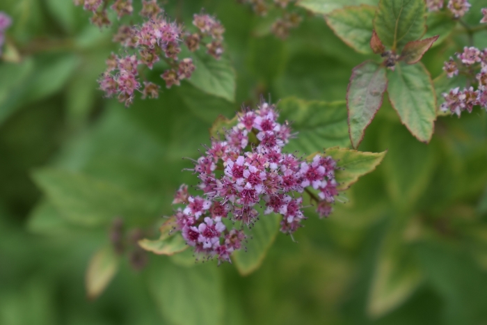 Firelight Spirea - Spirea japonica 'Firelight' from EC Browns Nursery