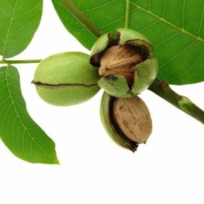 Butternut - Juglans cinerea from EC Browns Nursery